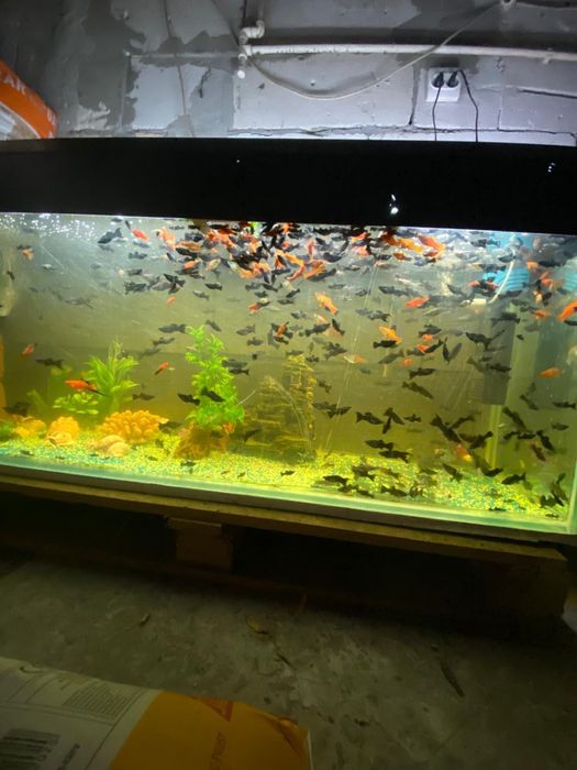 Pesti Xifori si Molly