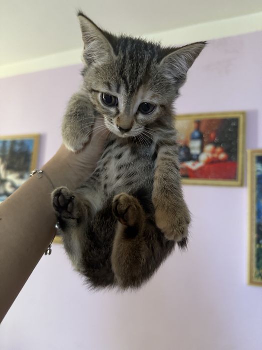 Отдам в добрые руки