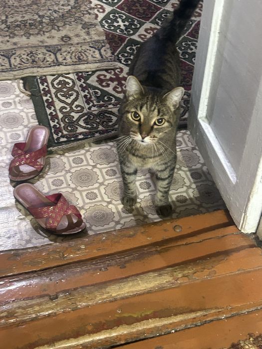 Кот кастрированный 2/3 годика