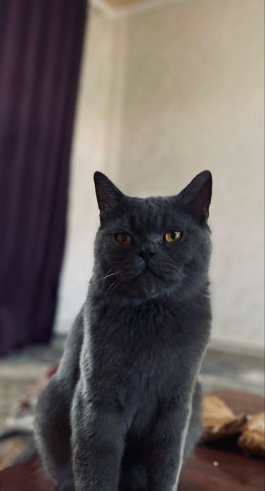 Mushuk sotiladi 50$. Zot british shetxoir