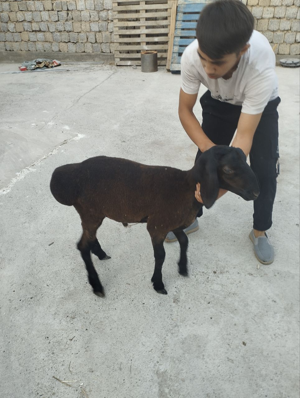 Qochqor qozila sotiladi