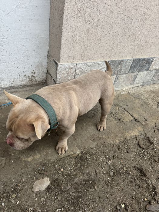 American bully poket