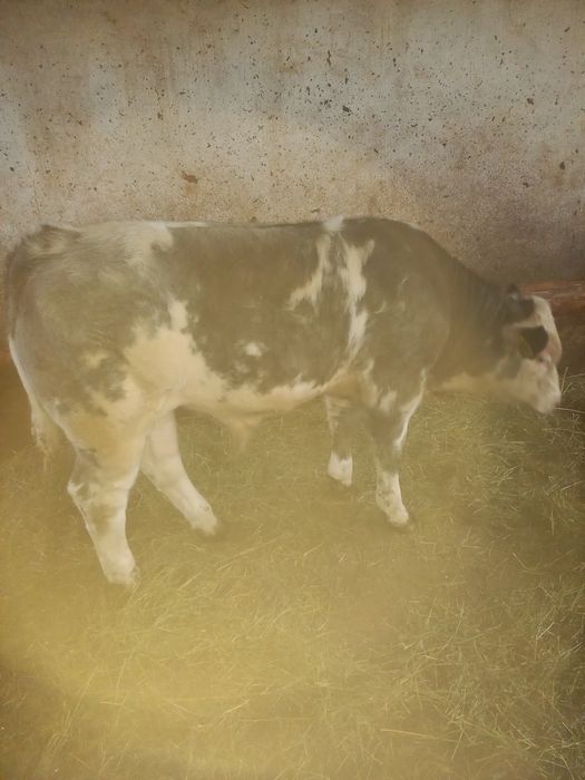 Viței Belgieni de calitate