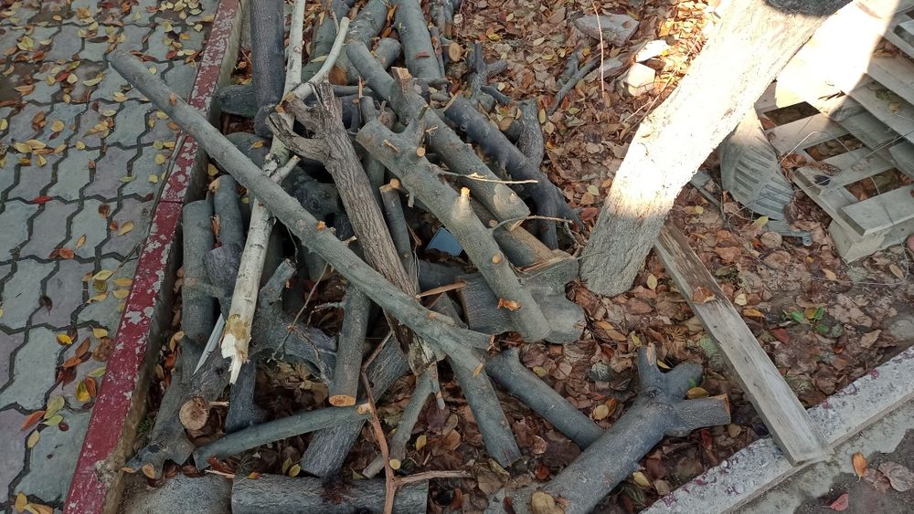 дрова на шашлык: яблоня, вишня, винорград.