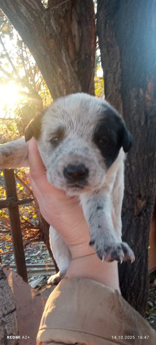 Отдам щенков в хорошие руки.