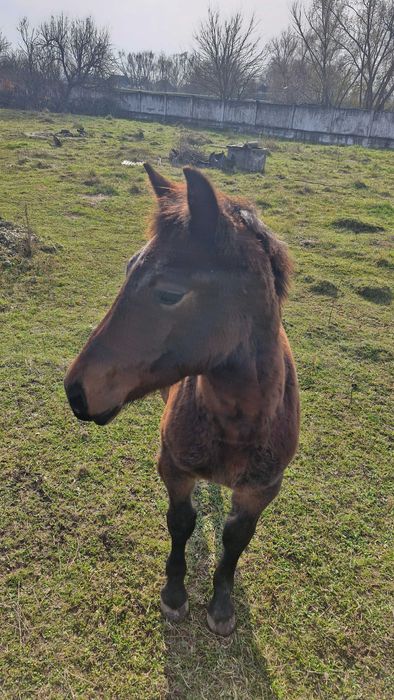 Vând mânz de 8 luni