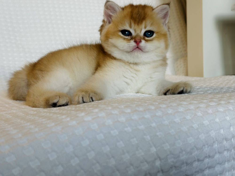 British shorthair golden baietel superb!! PEDIGREE !!