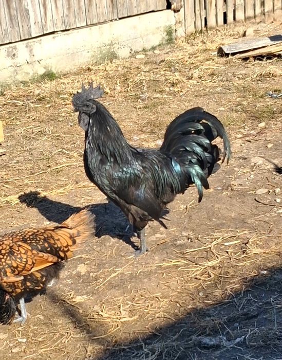 Cocosei Ayam Cemani