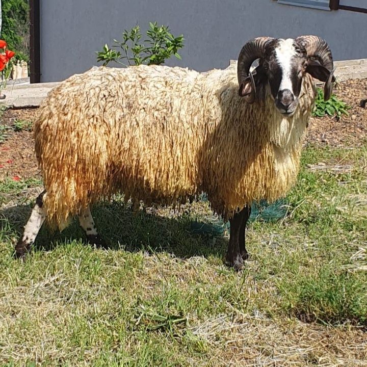 Продавам коч                  .