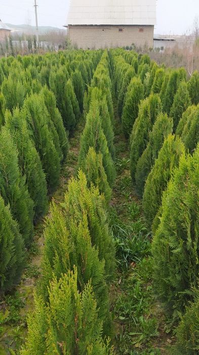 Арчалар 7 хил турдаги сорт ва хар хил фигурали куринишда.