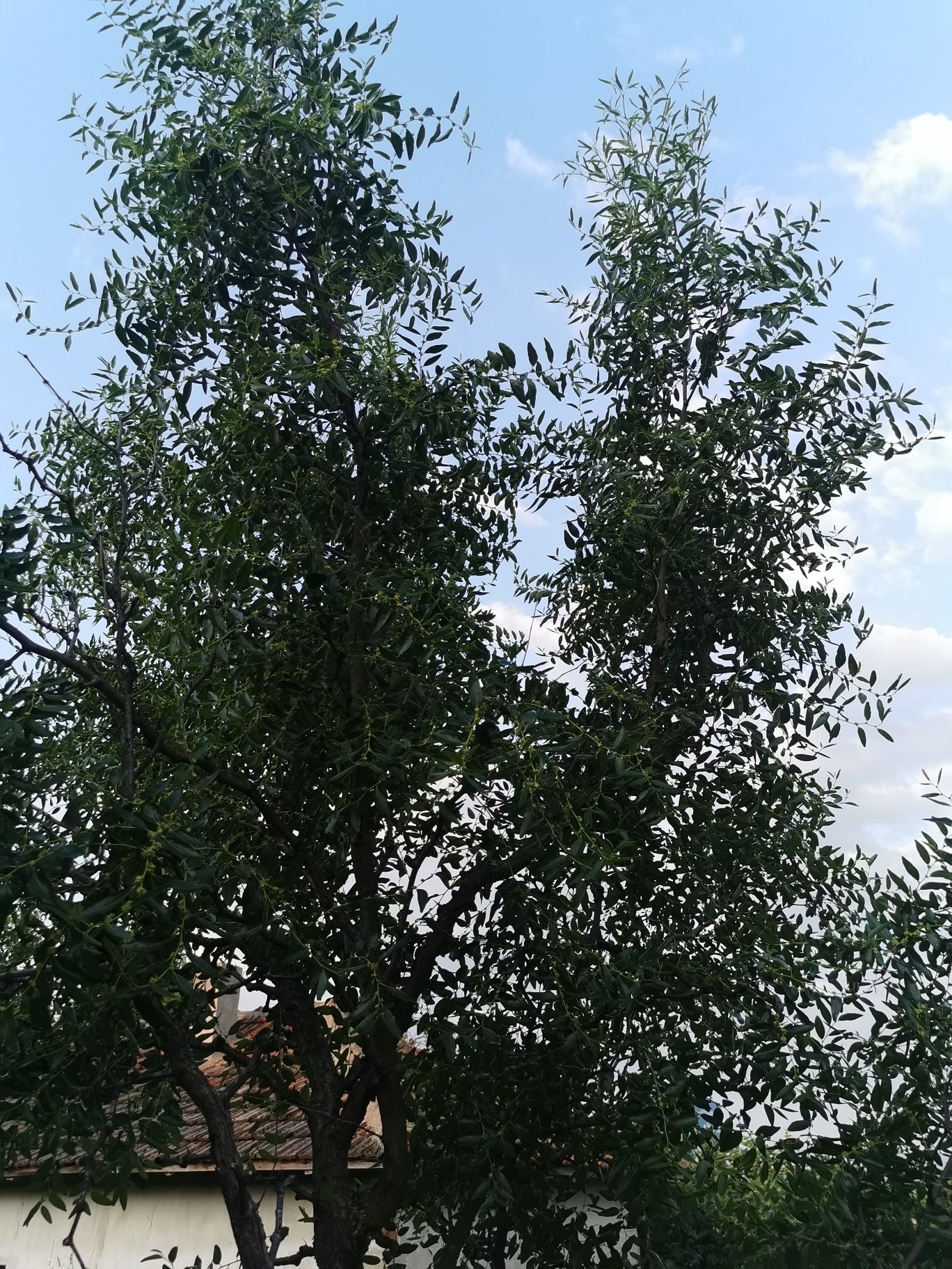 Зизифус, Хинап, Ziziphus, unabi, китайска фурма