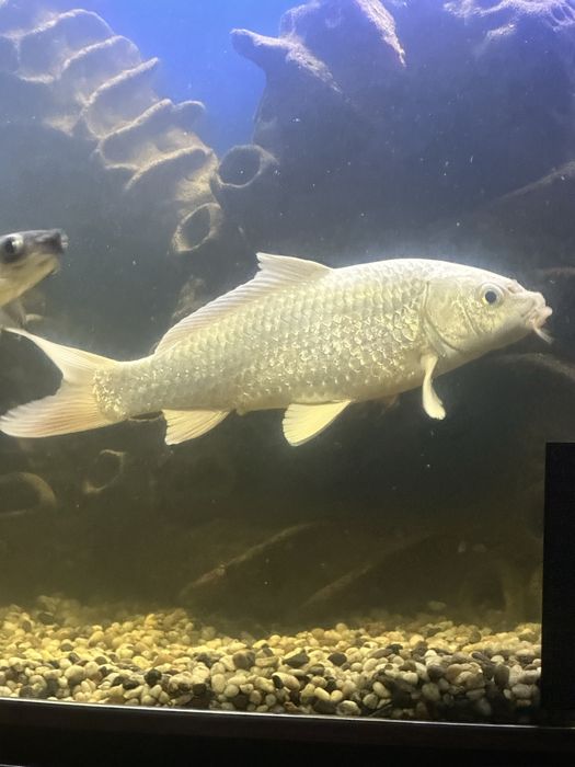 Карпы кои 30 см срочно