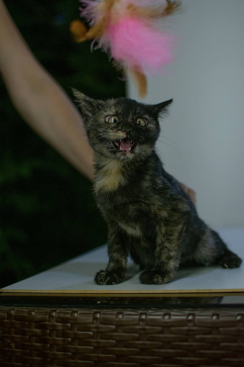 Котенок в хорошие руки, один месяц, девочка