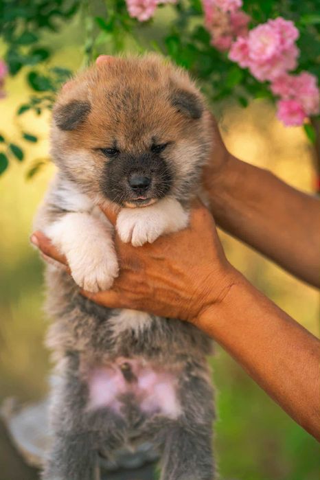 Акита ину бебета