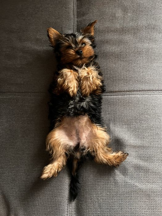Yorkshir terrier