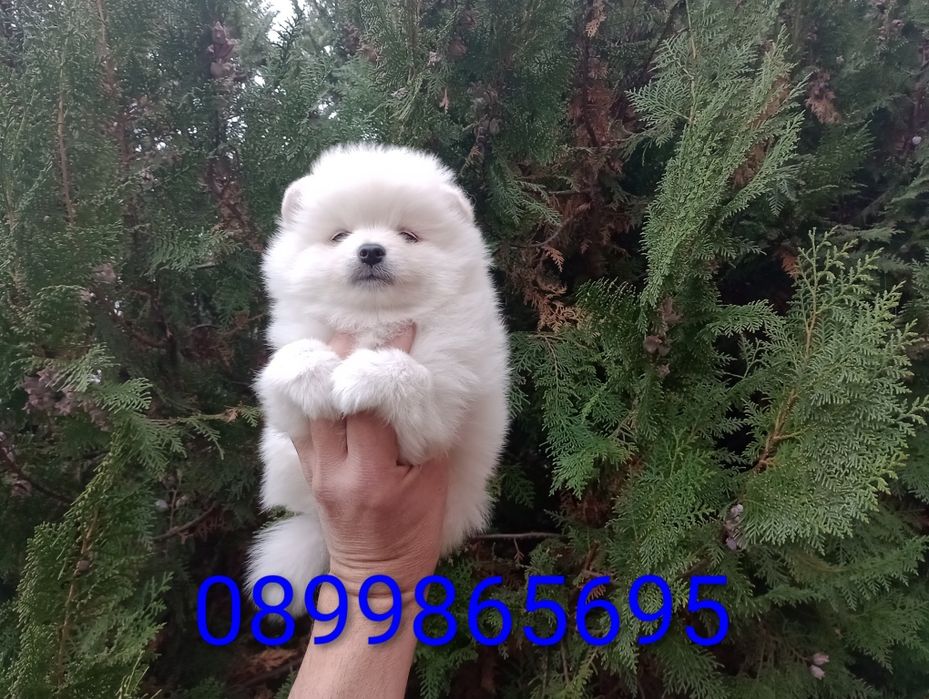 Бели Померани. Мъжки и женски.