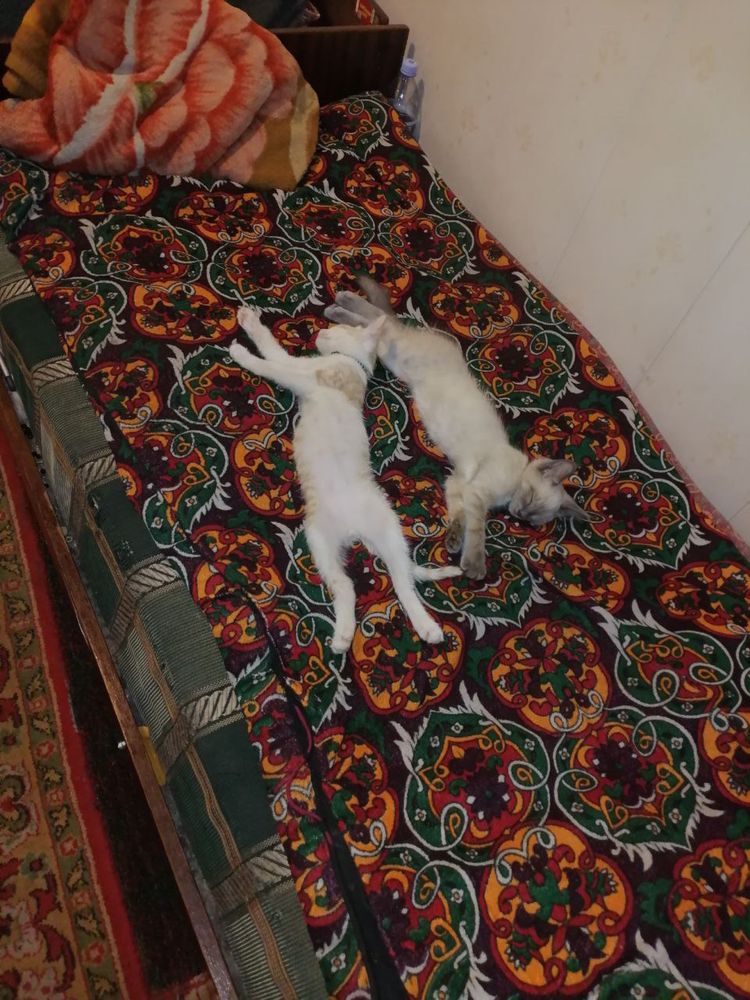 Siyanski mushuk sotiladi