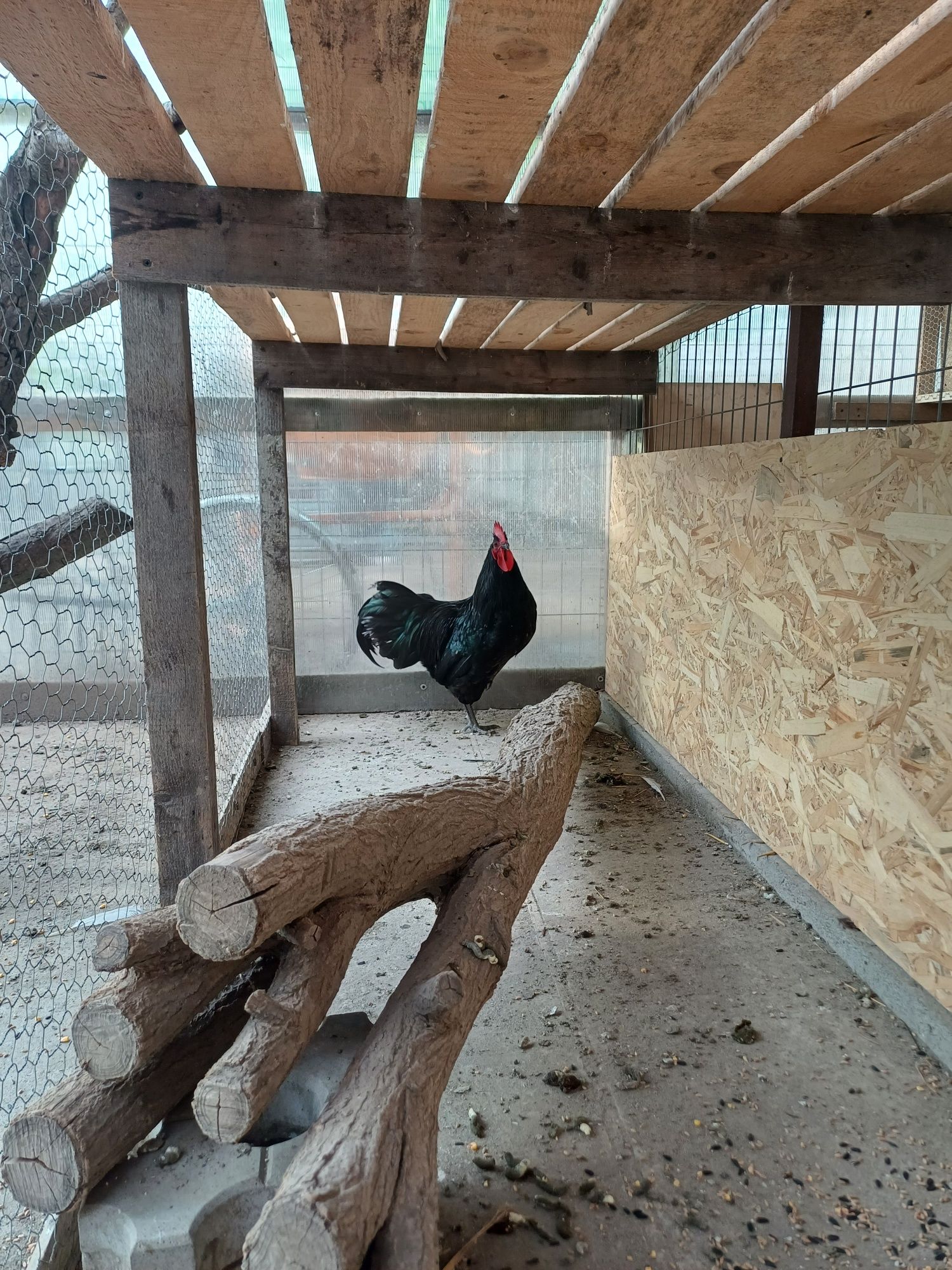 Cocosi australorp negru