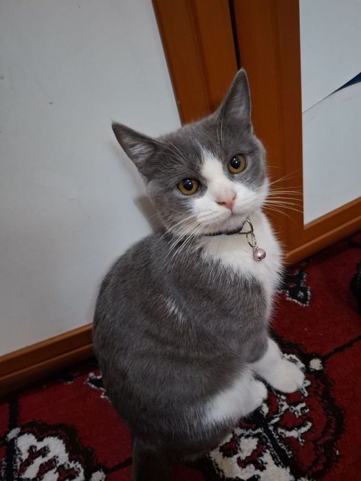 Mushuk sotiladi 7oylik