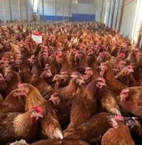 Găini roși ouătoare