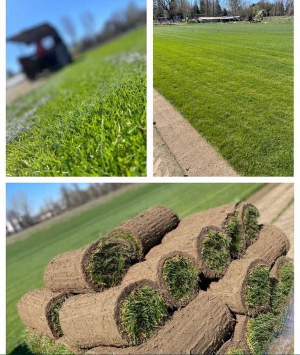 Plante ornamtale de diferite varietatii