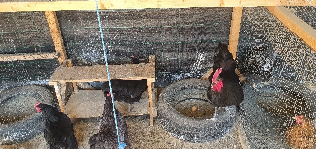 Familie Australorp