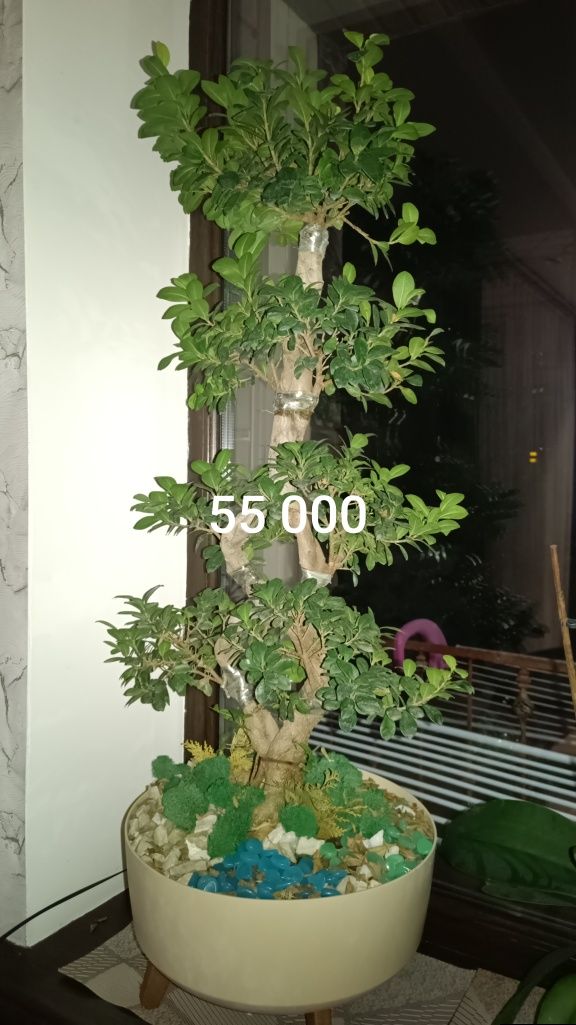 Комнатные растения