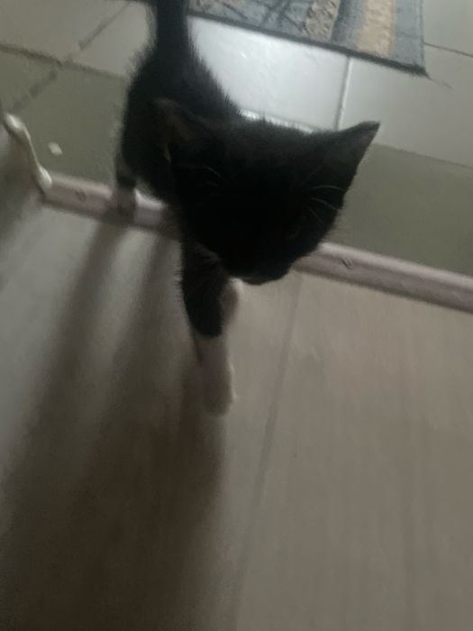 Кошка тегін беремін