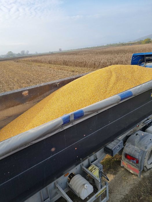 Porumb boabe sau stiulete 2025, 150 tone disponibil