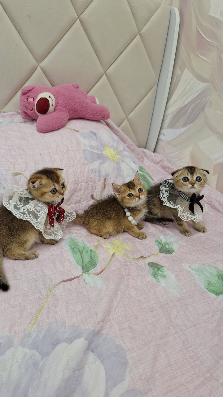 Продаю котят шиншил фолд