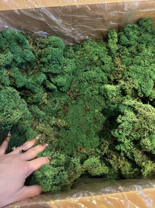 licheni stabilizați