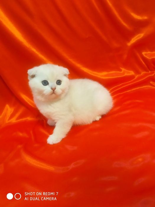 Продаются катята