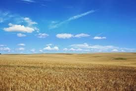 Продам землю С/Х назначения