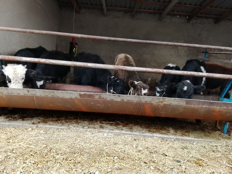 Продается бычки. 8 голов