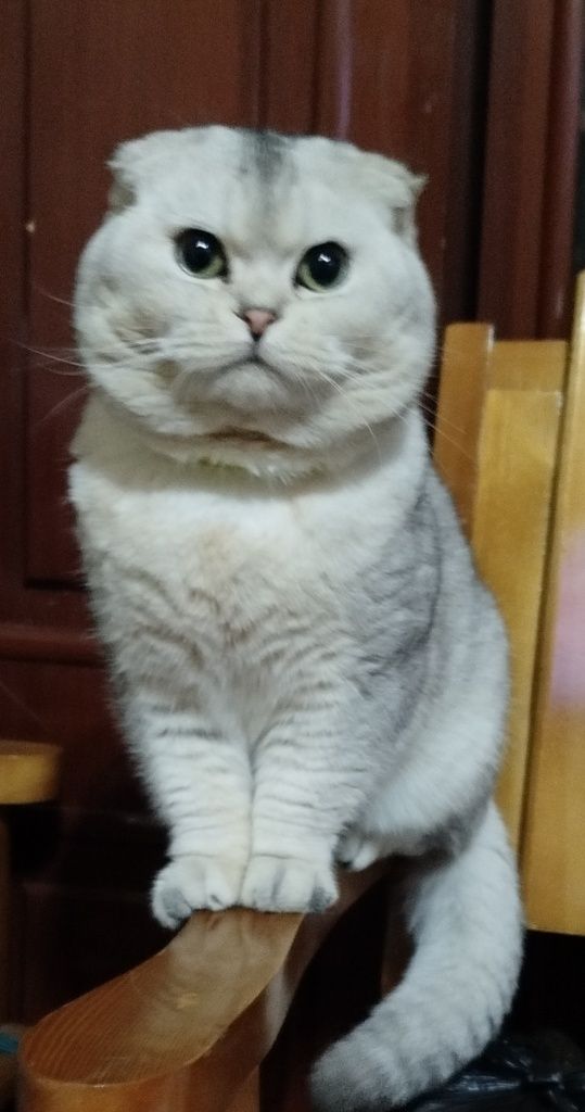 Scottish fold serebritsiy shinshila