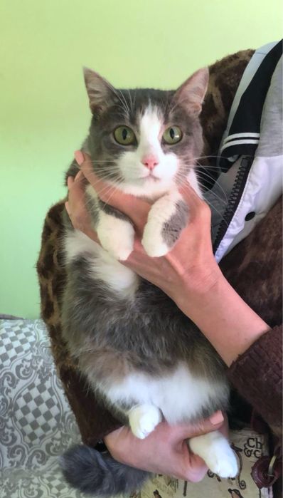 Отдам стерилизованную кошечку, только в добрые и ласковые руки
