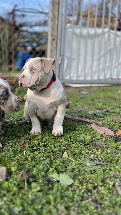 Американско Були Покет