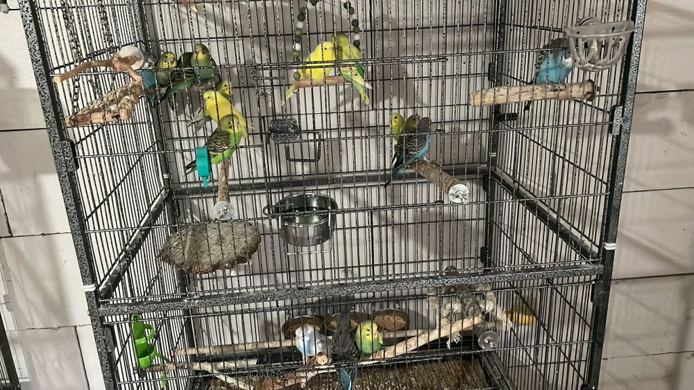 Papagali Diferite Rase