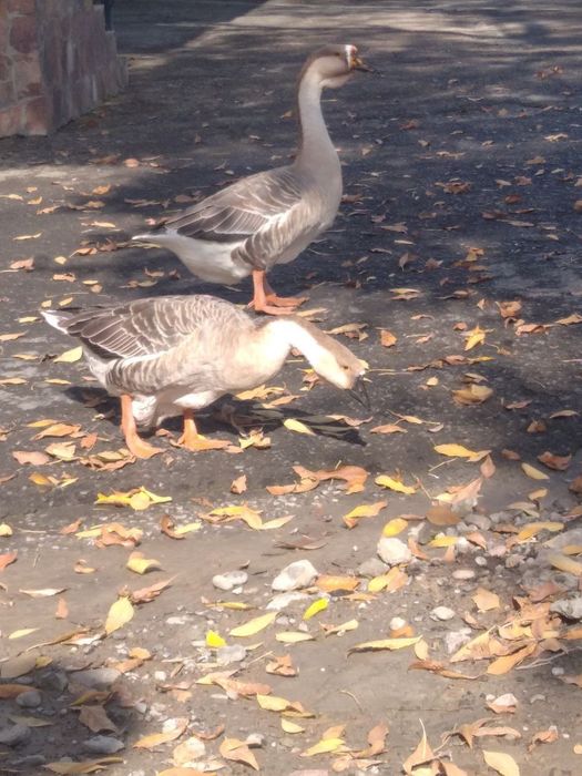 G‘oz, o‘rdaklar sotiladi