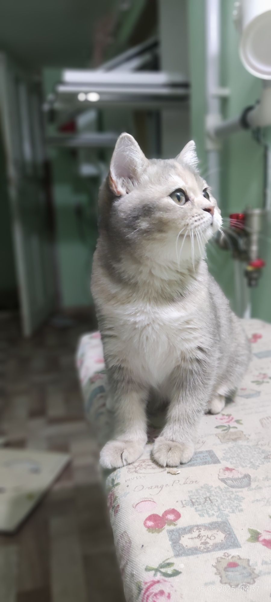 Скотиш страйт девочка