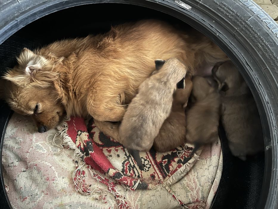 Продам шенки Продам шенки Продам шенки