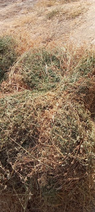 Беда поя, курутилган нон.