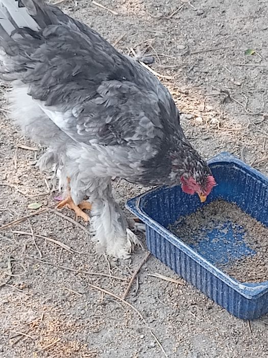 Cocoși 50 lei bucata