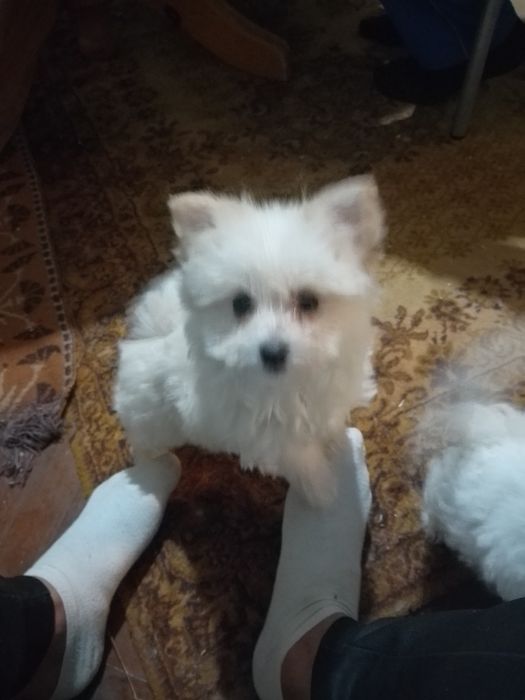 Болонки на 60 дни