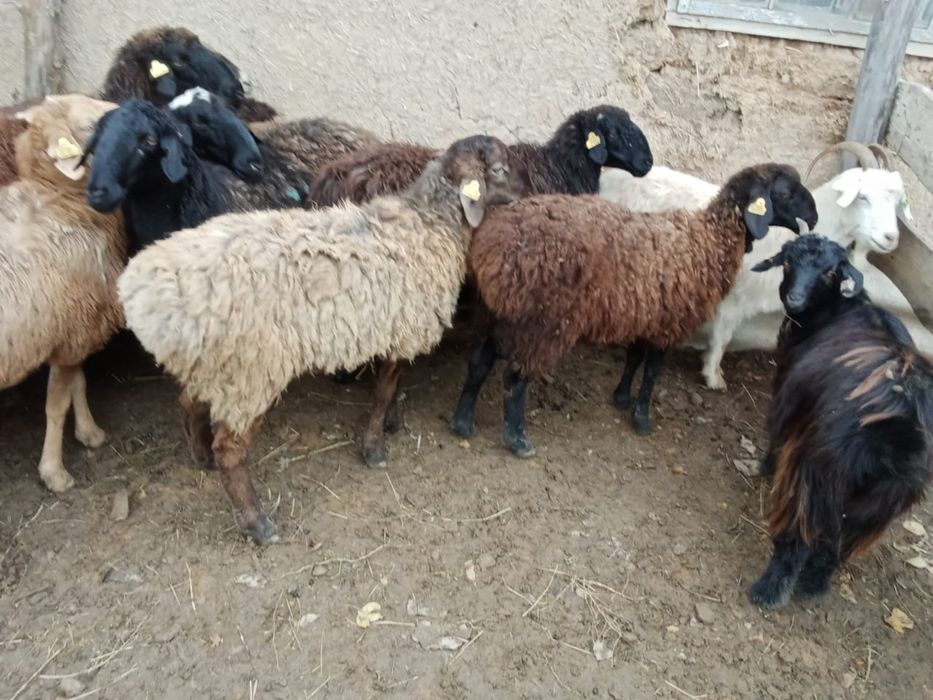 Қой, тоқты сатылады