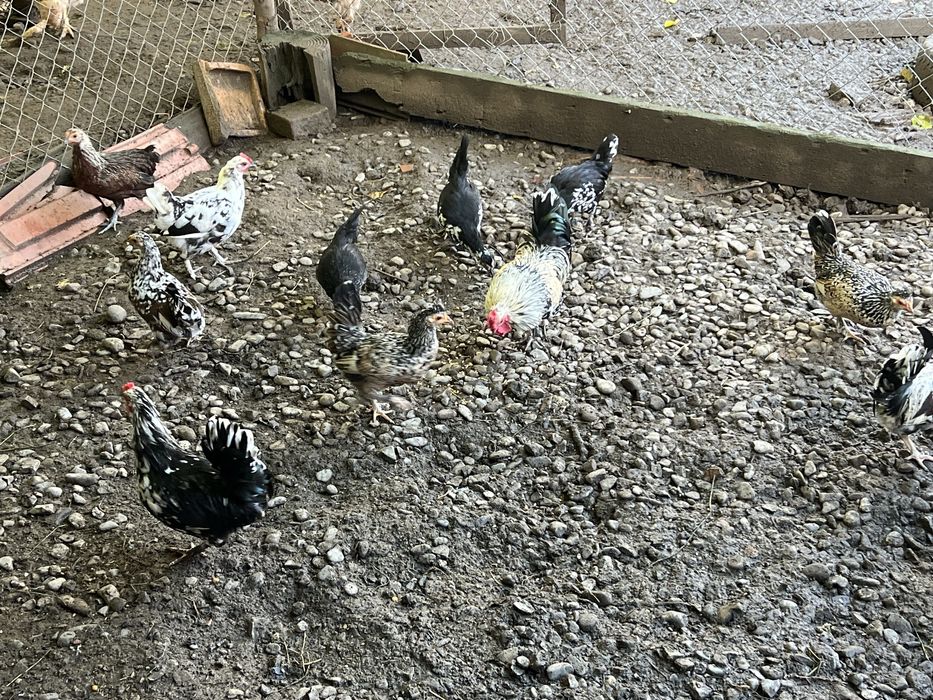 Gainuse si cocosei americani