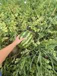 Pepene/lebenita bio