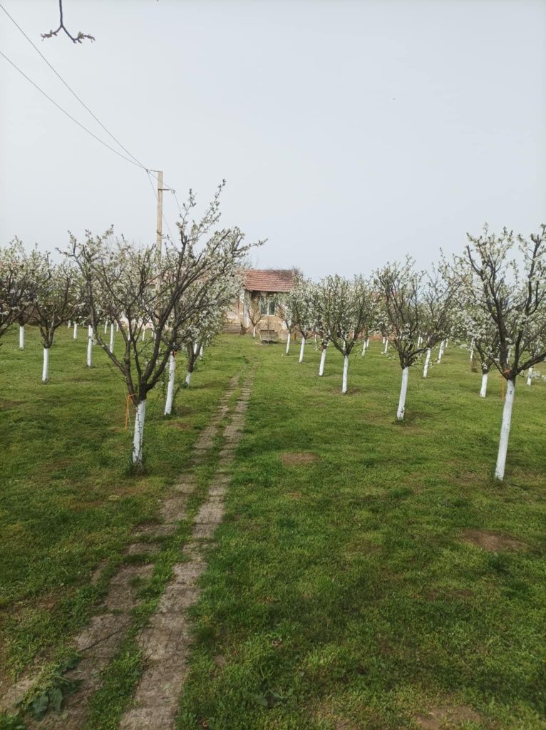 Къща с овощна градина с.Асеновци