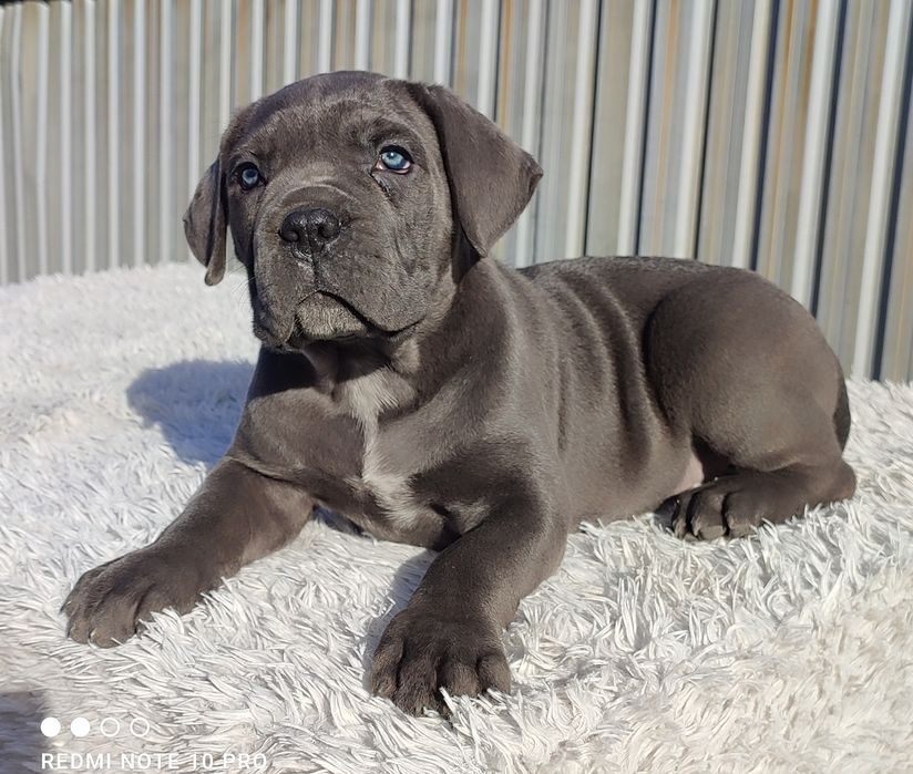 Щенки Кане Корсо !Цена Сегодня!