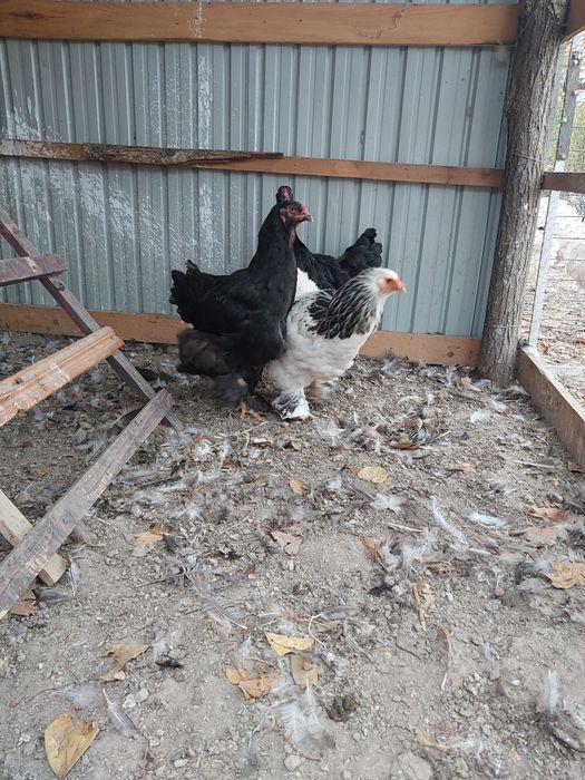 Vând cocoşi tineri  Brahman